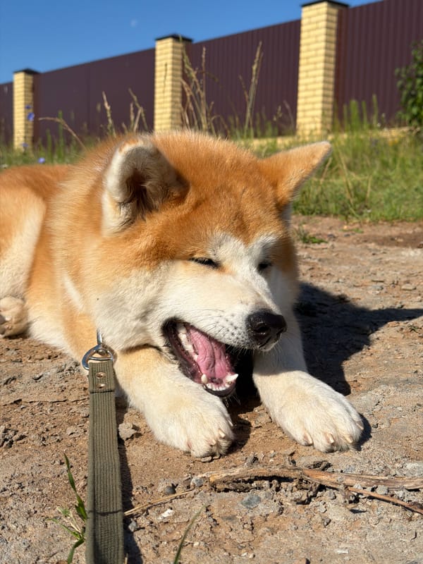 Akita, pony, and wildflowers on a Chaikovsky summer morning