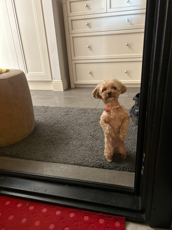 Small poodle rests on rug in Moscow doorway