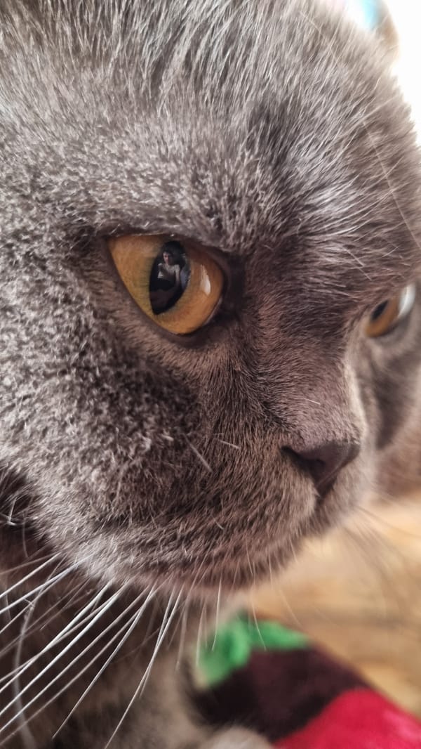 Gray Scottish Fold cat photographed up close in Vysokoe, Russia