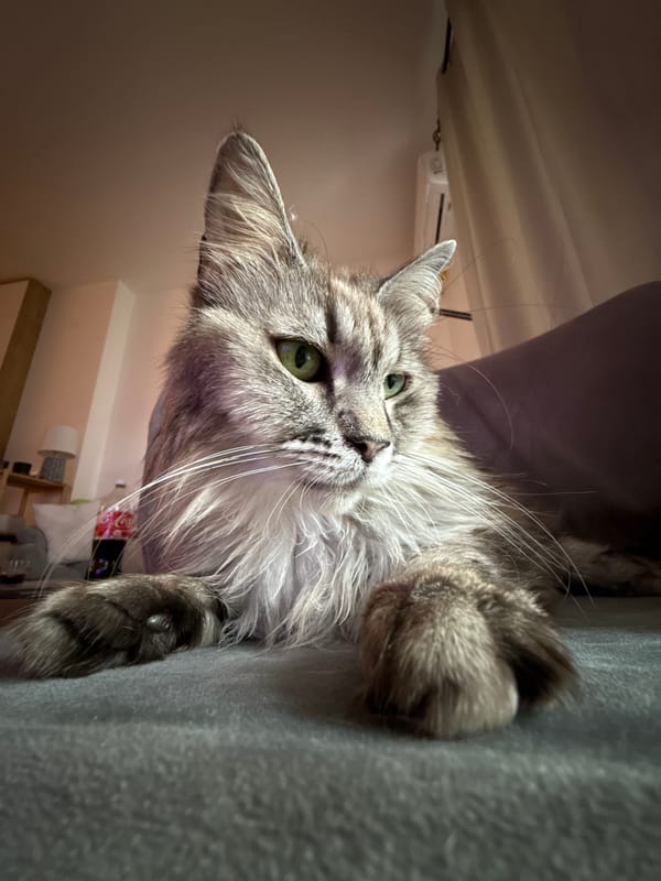 Fluffy Maine Coon cat photographed resting on furniture