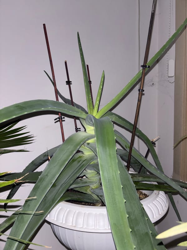 A cozy Pleven home filled with plants, perfumes, and small treasures