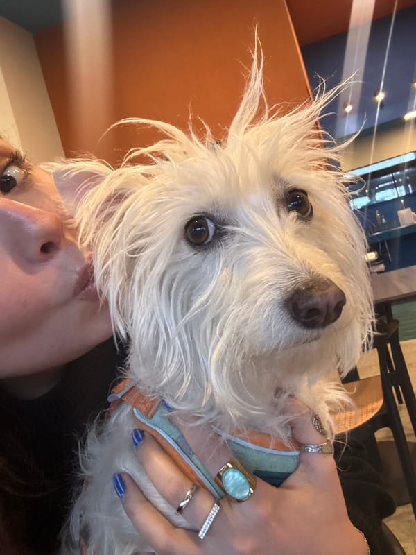 Person holds white dog in close-up photo in Mexico