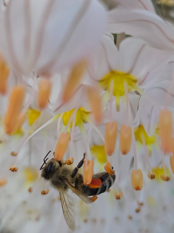 Bees forage on urban flowers in Warsaw afternoon
