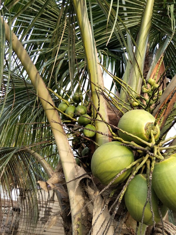 Everyday life and nature around a rural Benuaraja property