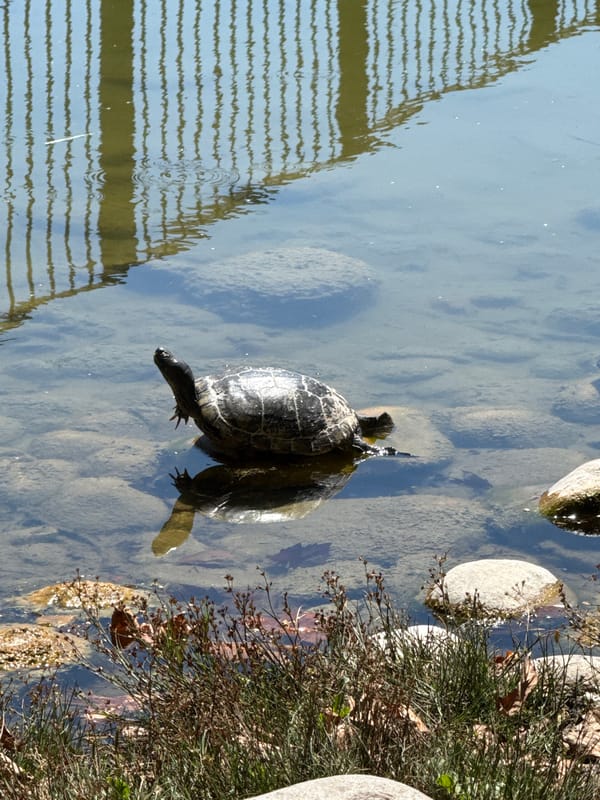 Turtles basking in a Sofia park pond on a summer morning