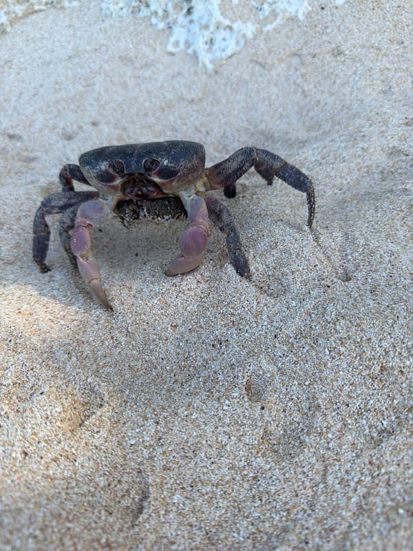 Crabs spotted on Indonesian beaches in early morning hours
