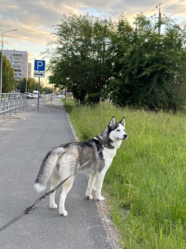 Woman walks Siberian Husky through city, takes selfies outdoors