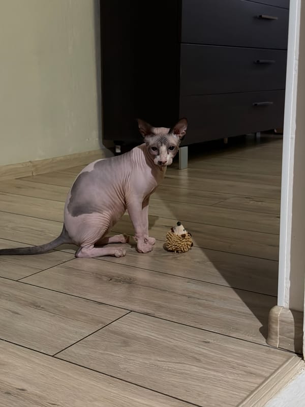 Evening home scenes: Sphynx cat, candles, flowers documented