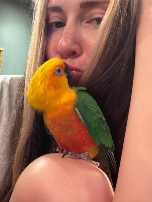 Person shares affectionate moment with vibrant parrot in Khimki