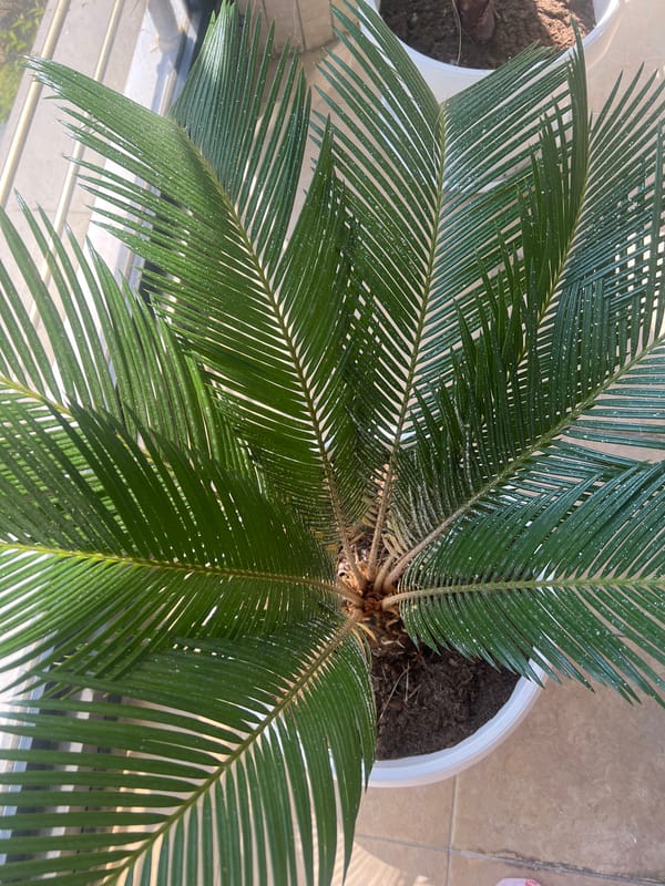 Inside a Burgas apartment: plants, décor, and a city view