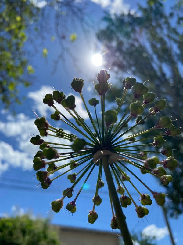 Morning garden documentation captures diverse flowering plants and wildlife
