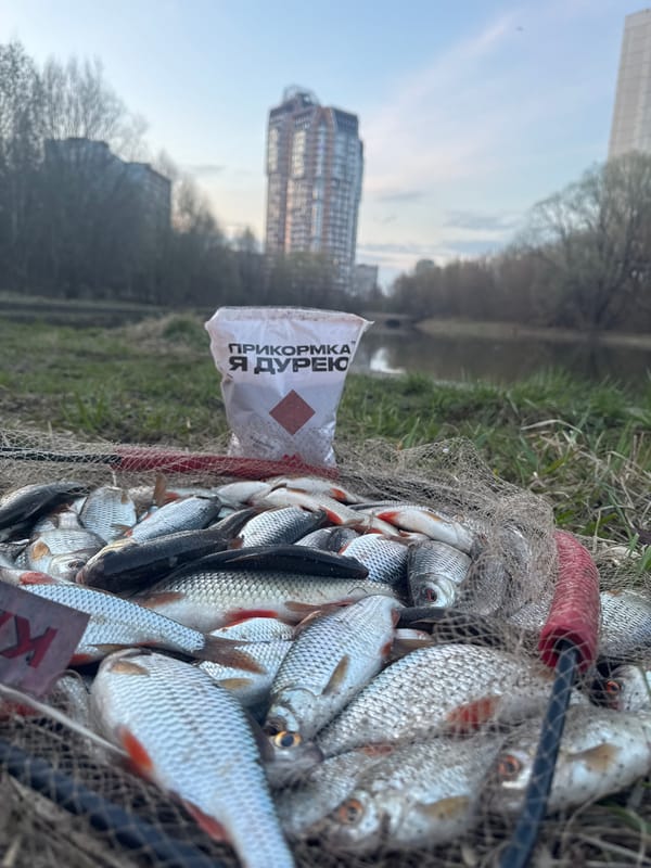 Large roach catch documented in Moscow urban waterway