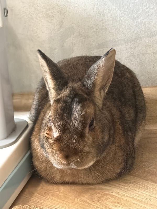 Pet rabbit and cat documented during morning routine in Solikamsk