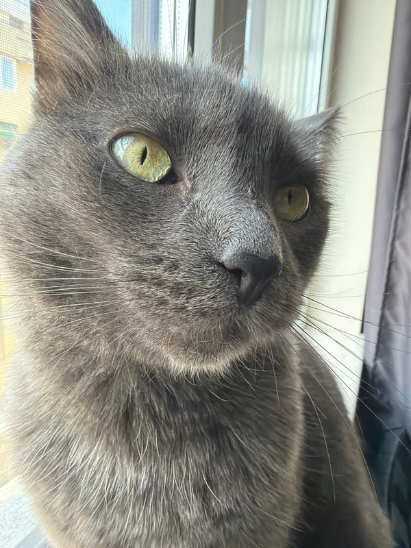 Grey cat with yellow eyes photographed indoors
