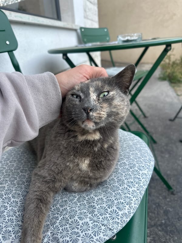 Tortoiseshell cat petted on patterned cushion in Budva