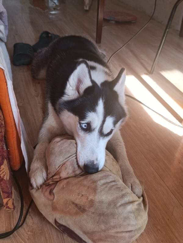 Husky and ginger cat both taking it easy indoors