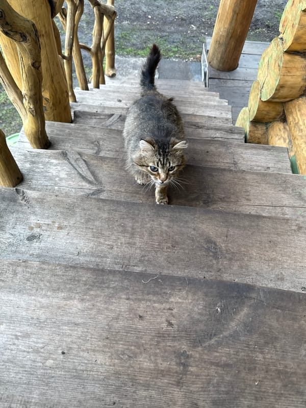 Cat on stairs, dump truck spotted in Tyulyuk
