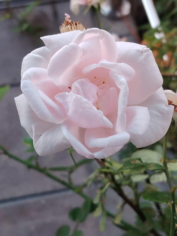 Macro garden photography in Balashikha after a summer rain