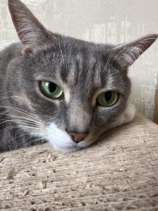 Tabby cat enjoys morning playtime and affection indoors