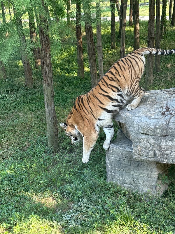 Wildlife park animals observed during morning hours in Pudong