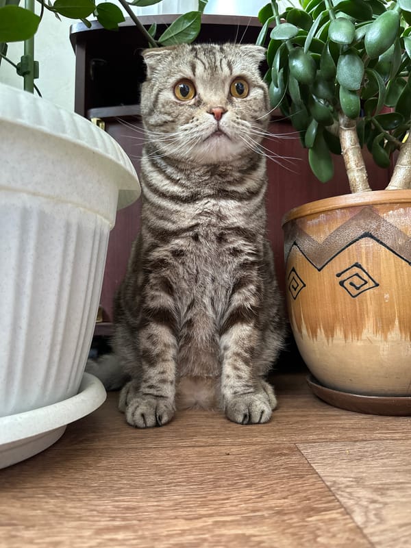 Gray tabby cat documented in domestic indoor activities over 80-minute period
