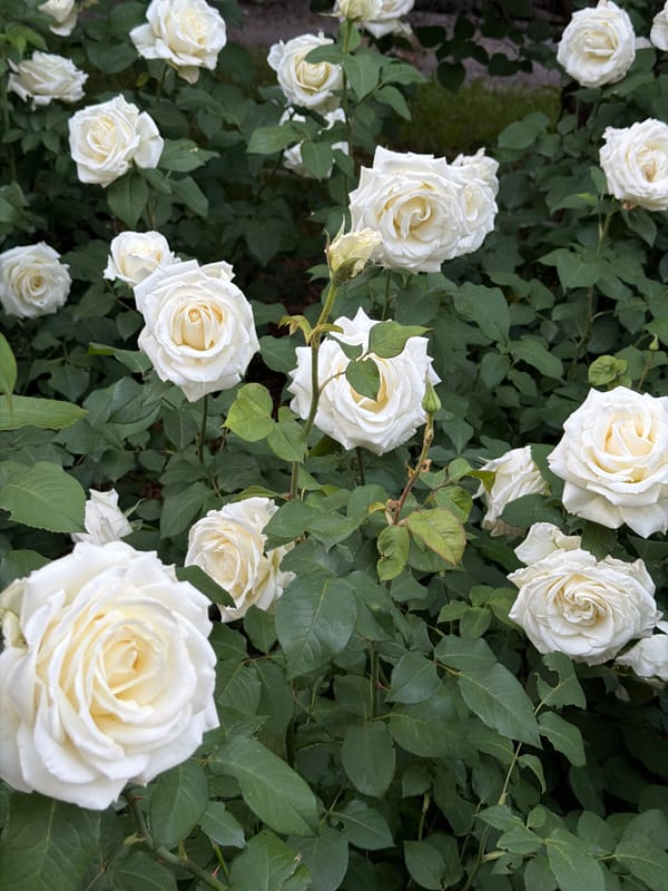 Spring blooms documented across Almaty gardens and parks