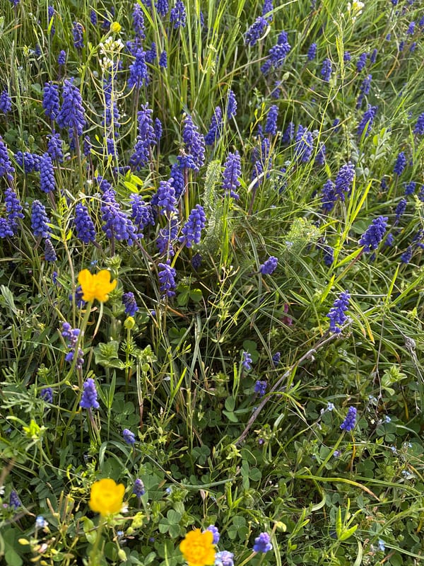 Spring wildflowers bloom in Panagyurishte, Bulgaria documented by witness