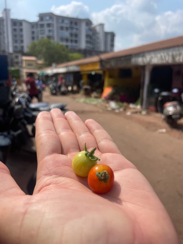 Morning market activity documented in Mapusa, India fruit bazaar