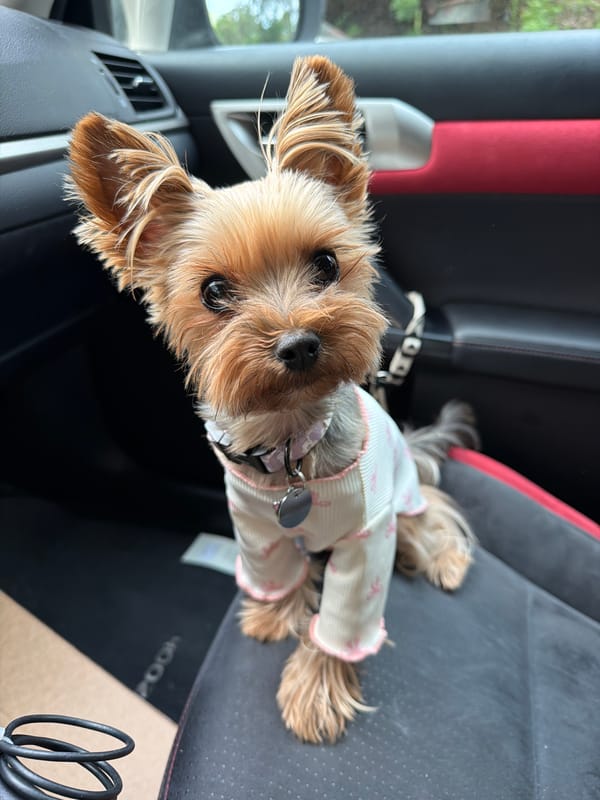 Dressed-up Yorkshire Terrier rides shotgun in Warsaw Lexus
