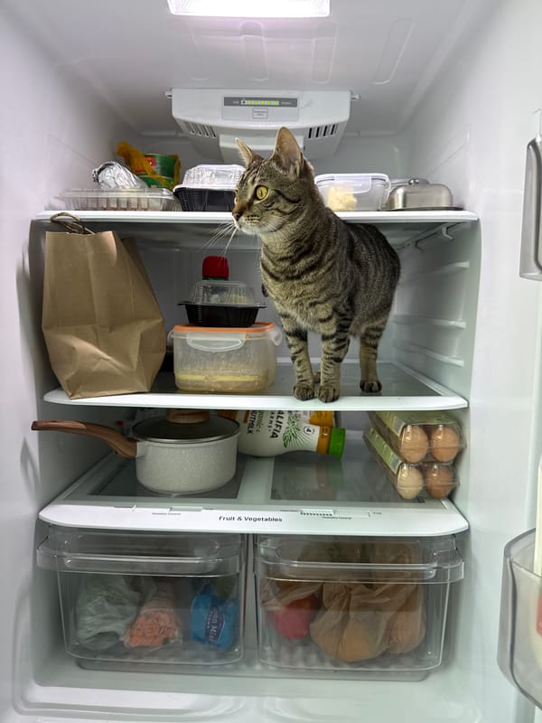 Tabby cat claims the fridge on a Stock Island afternoon