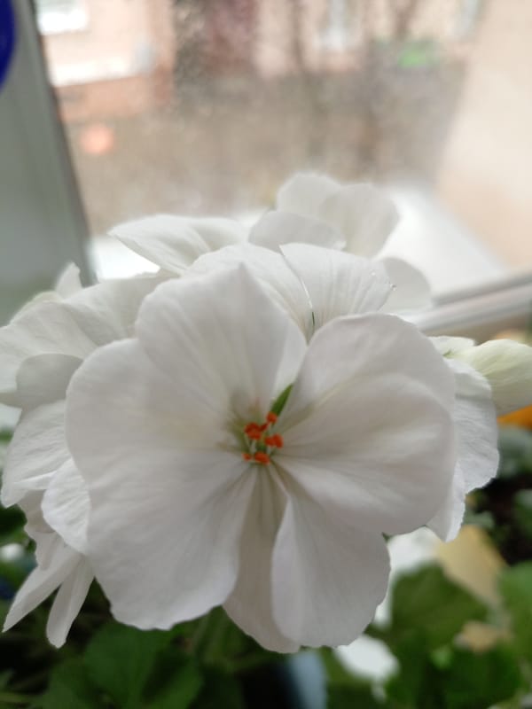 Spring flowers and rain shower observed from Hrodna window