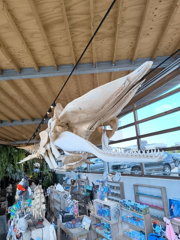 Beach visitors and whale skeleton spotted in Bergen, Netherlands