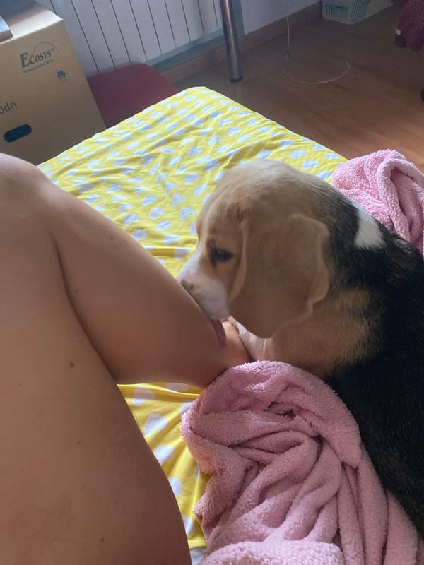 Beagle enjoying a relaxed morning on a cozy yellow bed