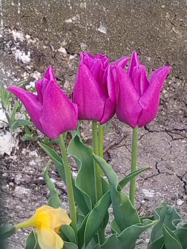 Purple tulips and yellow flower found on cracked ground