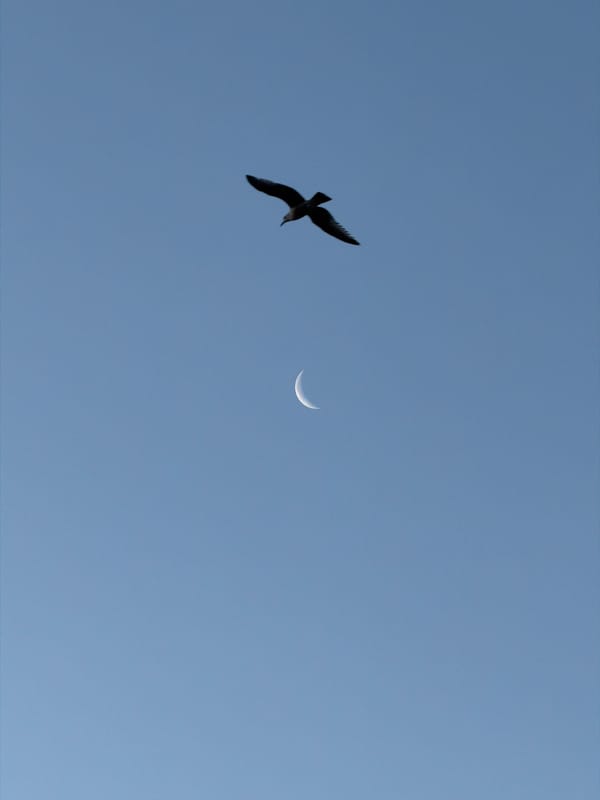 Bird, crescent moon, and ocean sunset observed simultaneously offshore