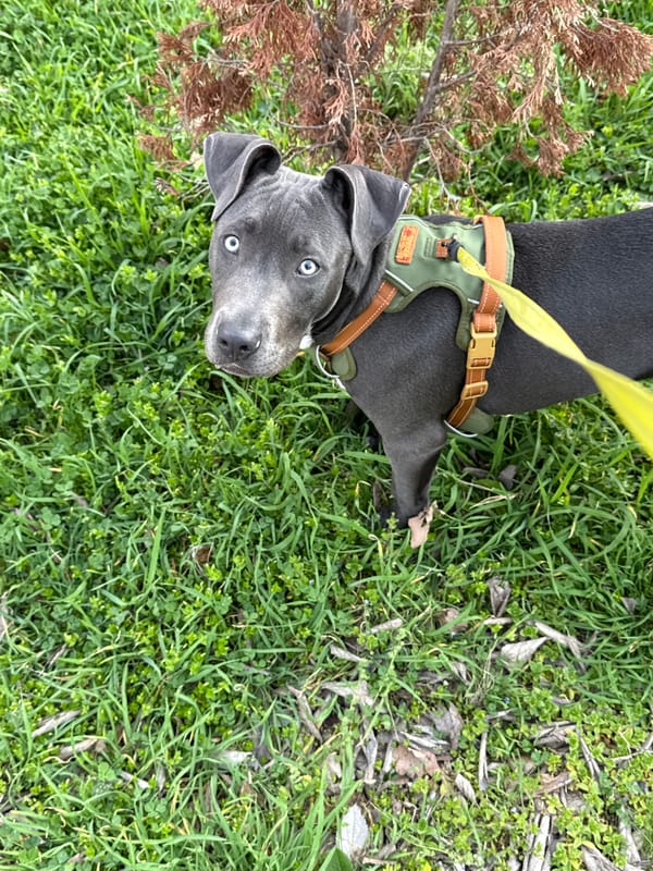 Gray pitbull relaxes and explores grassy area in Varna