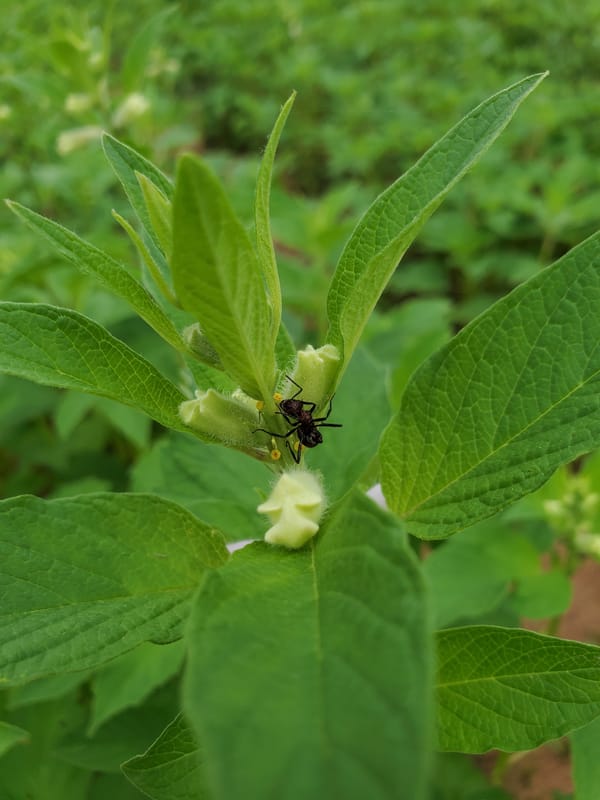 Ant observed carrying pollen on flower buds in Mararaba