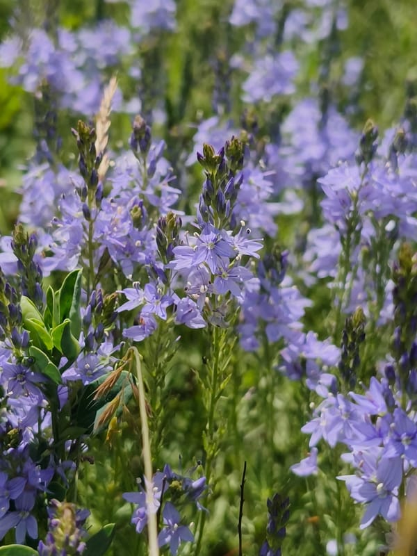 Purple wildflowers bloom in Ukrainian field near Poltavka
