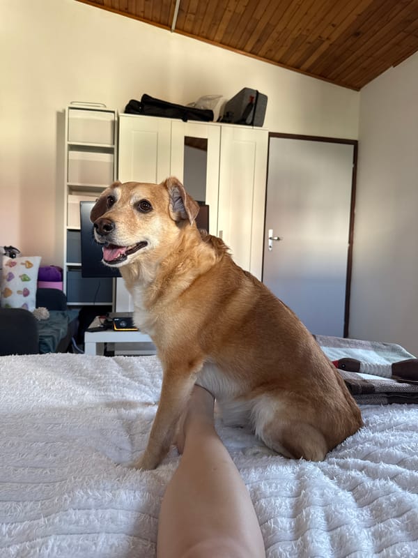 Dog rests on bed in Zagreb home