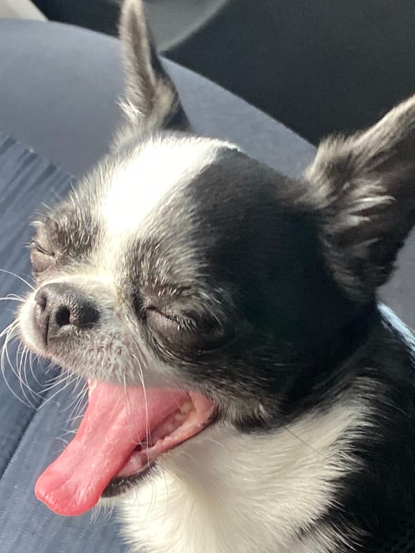Small black and white dog chills out in a series of close-ups
