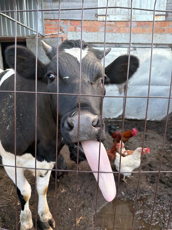 Cow sticks tongue out at farm enclosure with chickens