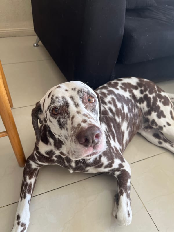 Spotted dog lies playfully on floor in Buenos Aires