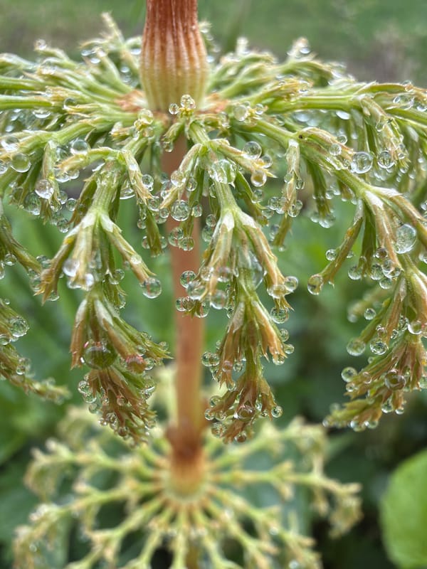 Early morning dew captured on horsetail plants in Chaikovsky