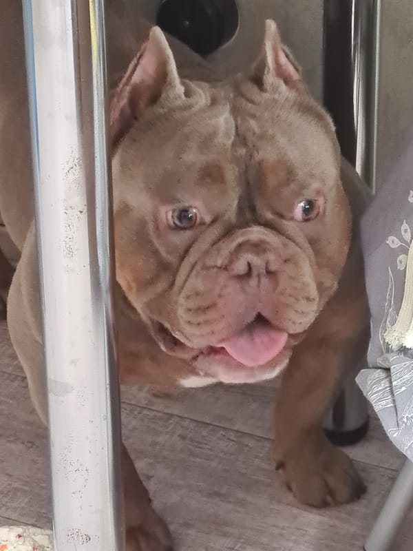 Bulldog mix hangs out at home on a quiet morning