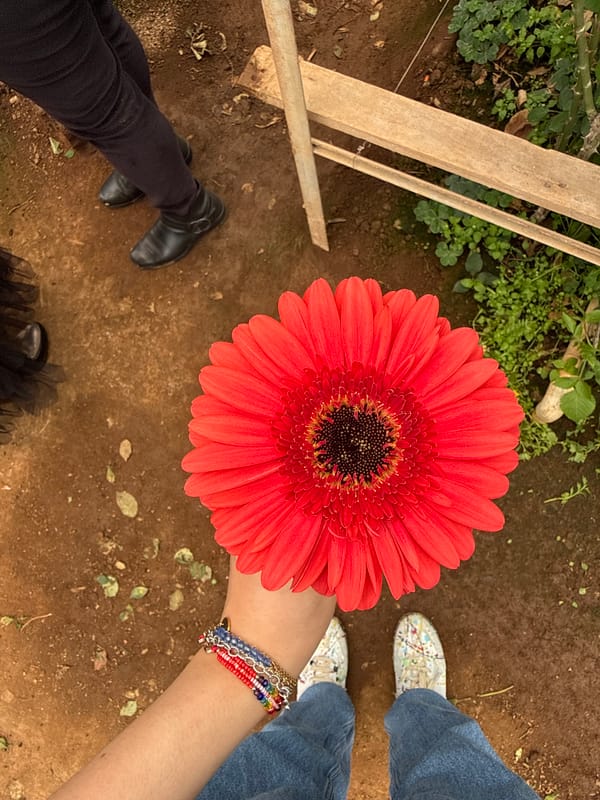 Woman photographed with red gerbera daisy in San Felipe