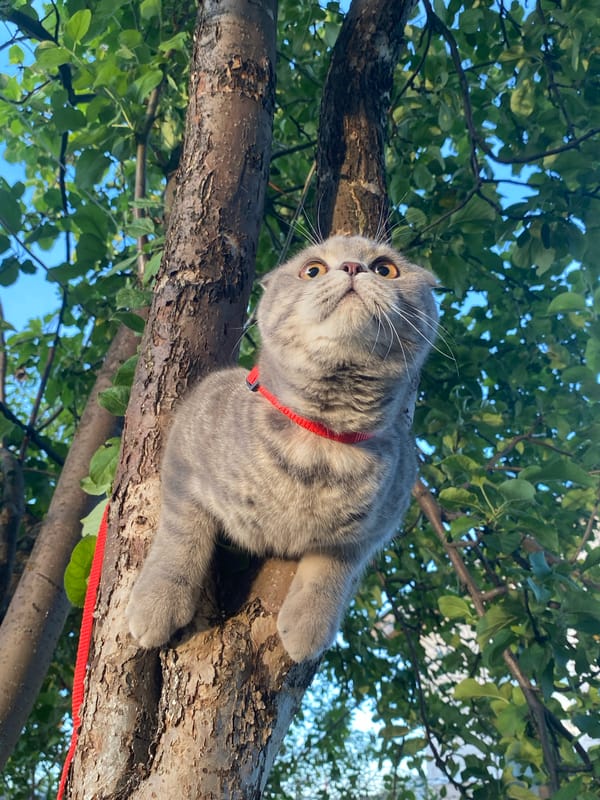 Scottish Fold cat explores a garden tree in Votkinsk