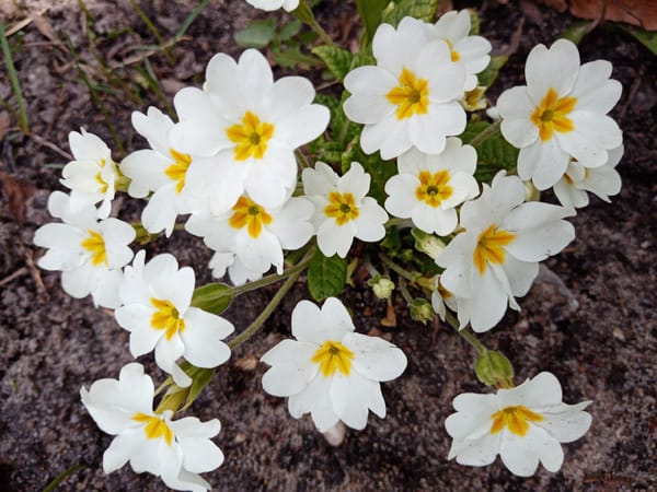 Spring flowers bloom, crafts made in Elektrostal morning