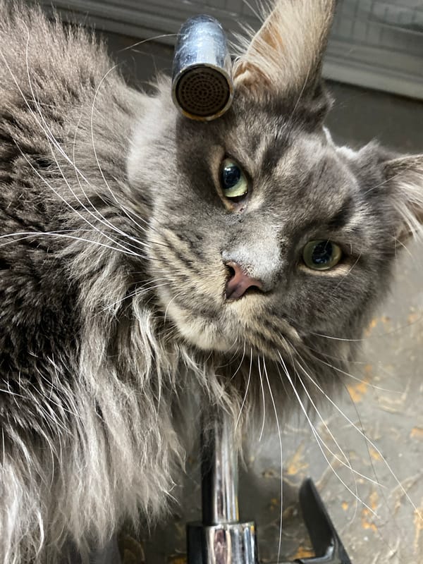 Gray Long-Haired Cat Observed in Bathroom Over 39 Minutes