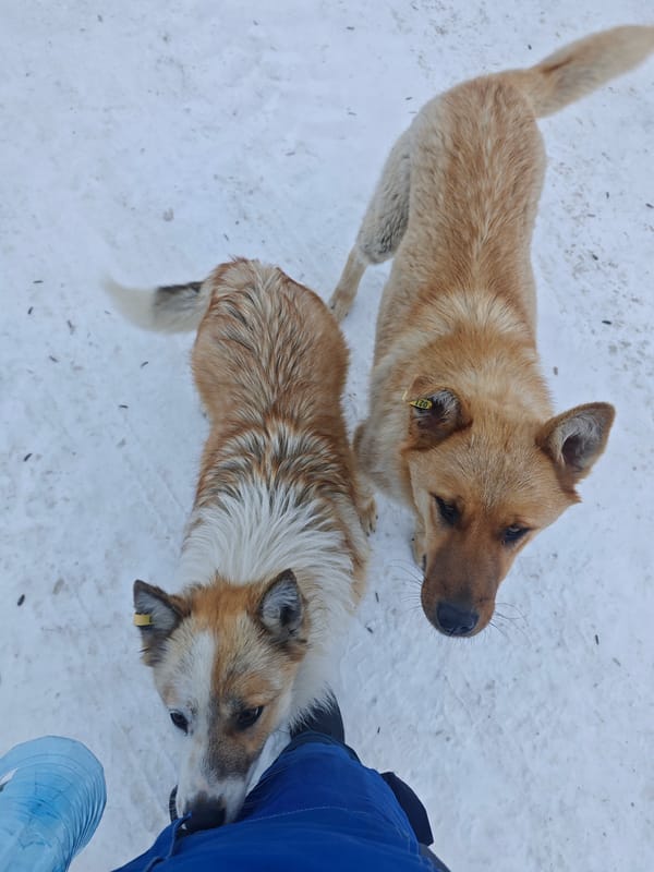 Dogs interact with caretaker in snowy Russian settlement