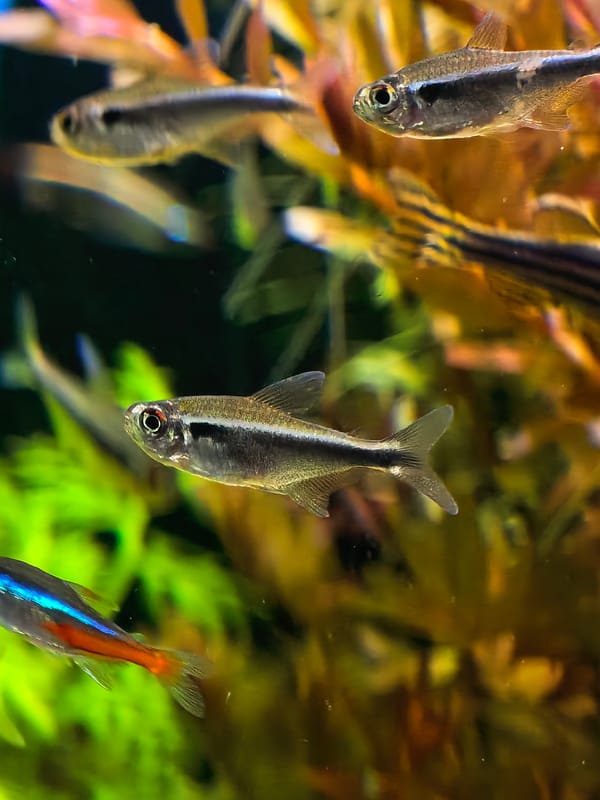 Tropical fish observed swimming in planted freshwater aquarium